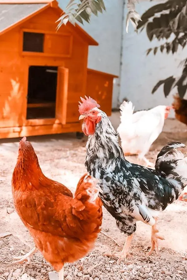 Panzió Finca Besito Alhaurín el Grande Spanyolország